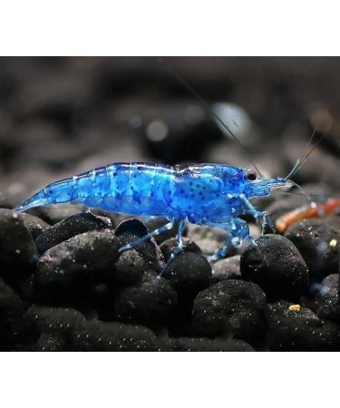 CU Aquatics 10 x Live Shrimp - Red | Blue | Black | Pearl | Yellow | Amano | Aquarium Live Cherry Shellfish | Aquatic Fish Pet | LIVE SHRIMP FISH SALE 10 x Blue Diamond