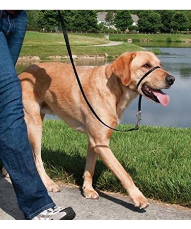PetSafe Easy Walk Head Collar - Gentle and Effective Control for Dogs - Buy Online on SooperMarket.com