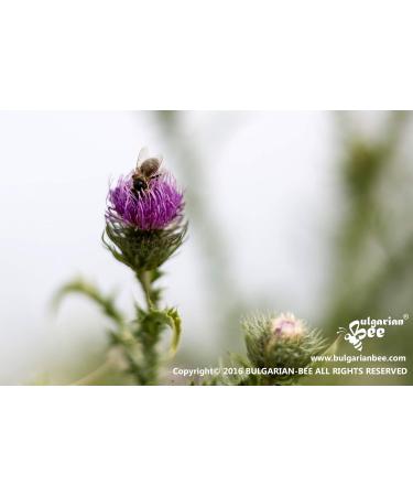 900 g Organic Cardoon (Thistle Blossom) bee Honey Wild Thistle Meadows - Buy Online on SooperMarket.com