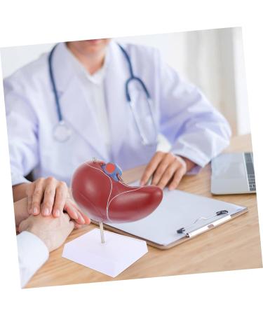 Baluue Liver Anatomical Model Liver Model with Base Anatomical Liver Model Human Body Gallbladder - Buy Online on SooperMarket.com