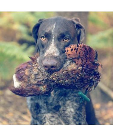 Romneys Pheasant Dummy 500g | Real Plumage & Feather Training Dummy for Hunting Dogs | Floatable Wild Dummy - Buy Online on SooperMarket.com