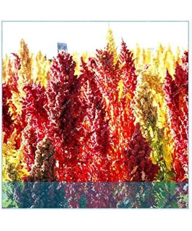 Portal Cool Semi cinesi Quinoa Semente Quinoa Grains Casa Giardino 200 pc - Buy Online on SooperMarket.com