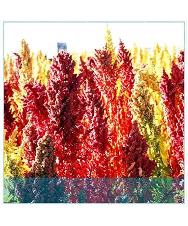 Portal Cool Semi cinesi Quinoa Semente Quinoa Grains Casa Giardino 200 pc