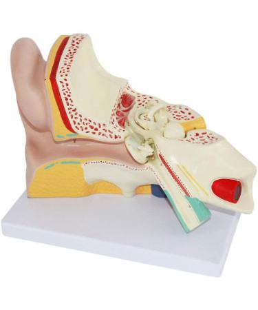Anatomical Human Ear Magnification Model Removable Ear Texture Ear Template Labyrinth Suitable for Medical Teaching - Buy Online on SooperMarket.com