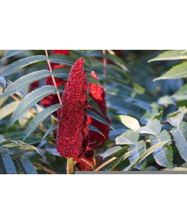 Premium Ground Sumac 2.1 oz - 60 g no GMO no Irraditation 100% Natural Spice Seasoning Keto Paleo Vegan Bottle with Shaker Top  - Buy Online on SooperMarket.com