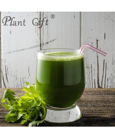 Plant Gift 100% Celery Powder 100G/3.25oz Non-GMO Powder No Filler No additives Natural Chinese Flour Adds Flavor and Taste Great Flavor for Drinks 2UK-PO0081 - Buy Online on SooperMarket.com