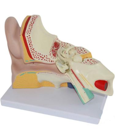 4X Enlarged Ear Anatomical Model 3-Piece Detachable Human Ear Model Teaching Ear Simulation Model Shows External Middle and Heart Ear - Buy Online on SooperMarket.com