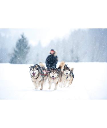 Northern Howl X-Back Dog Harness - XL Red for Canicross Bikejoring Skijoring & Dogscooting - International Shipping Available - Buy Online on SooperMarket.com