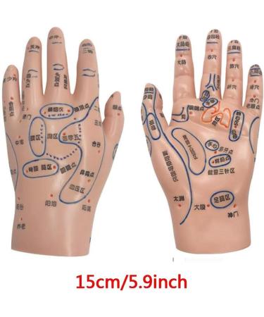 Human Acupuncture Template - Traditional Chinese Medicine Meridian and Acupoint Teaching Model - Man and Woman Acupuncture with Points - Buy Online on SooperMarket.com