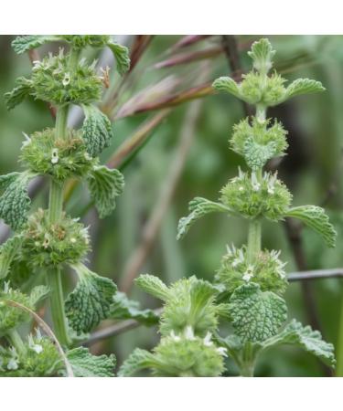 White Horehound herb (125g 4.4oz) Cut Gently Dried 100% Pure and Natural for The Preparation of Herbal Tea White Horehound Tea 125 GR 4.4oz - Buy Online on SooperMarket.com
