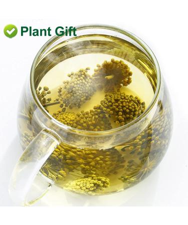 Buy Panax Notoginseng Flower Tea 60G | Premium Tienchi Notoginseng | International Shipping Available - Buy Online on SooperMarket.com