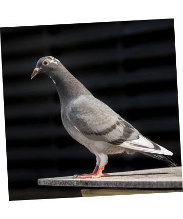 FOMIYES 300 Pcs Pigeon Anklet Ring Protector Parrot Leg Ring Foot Ring for Pigeon Xuan Feng Birds Baby 1.3X1.3CMx3pcs Orangex3pcs - Buy Online on SooperMarket.com