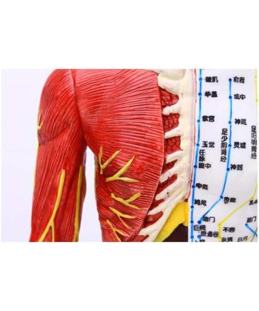 Model Anatomy Professional Medical Acupuncture Male 60 cm Super Clear Letters Media Skin Middle Muscle Model Acupoint - Buy Online on SooperMarket.com