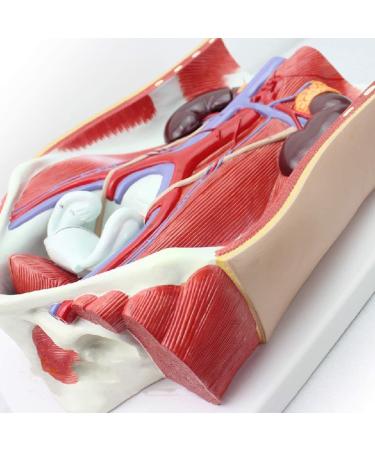 Model of Human Urinary System Urinary System Model Female Male Male Bladder Cavity Abdominal Abdominal Rear Wall Model - Buy Online on SooperMarket.com