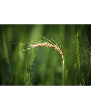 Organic Italian Pearled Farro 5 Pounds - Non-GMO, Kosher, Vegan Whole Grain. High Fiber & Protein. Sodium & Sugar Free - Bulk Pack - Buy Online on SooperMarket.com