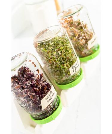 Buy Mynatura Bio Germs Sprouts Buckwheat Vegetables | Healthy Vegan & Vegetarian | 500g - International Shipping Available - Buy Online on SooperMarket.com