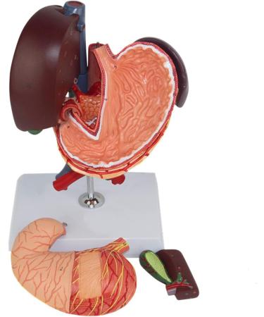 Model of The Human Liver Model of The Liver and The Duodenum and The Pancreas Model of The Liver in Life Simulation Model of The Hepatobile Digestor Organ - Buy Online on SooperMarket.com