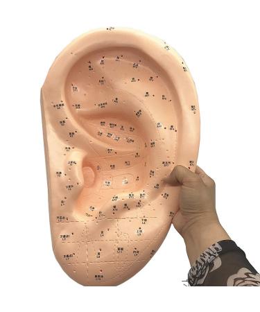 Ear Acupuncture Template Template - Human Giant Ear Acupuncture Template - Chinese Medicine Ear Pattern