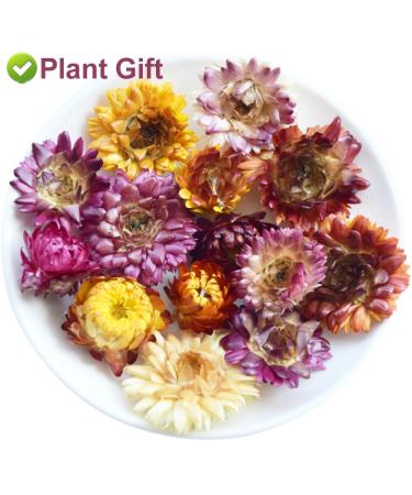 Buy Colorful Bracteantha Bractata Flower 30g | Anti-Fatigue Slimming Tea for Beauty & Liver Care - Buy Online on SooperMarket.com