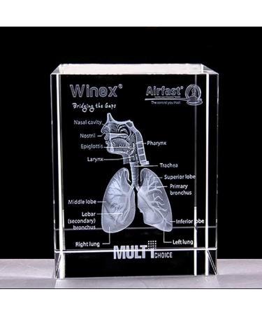 Model of The Human Respiratory System 3D Carved Crystal Medical aids - Buy Online on SooperMarket.com