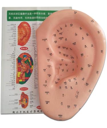 Acupuncture Ear Point Template - 40cm Acupuncture Ear Model - Large Reflection Zone Ear Point Template - for Medical Acupuncture - Buy Online on SooperMarket.com