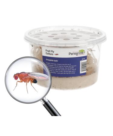Livefoods4u Live Flightless Fruit Flies Live Food for Reptiles Amphibians and Invertebrates (Fruit Fly Culture - may not have hatched flies at first)