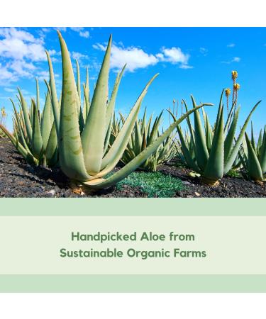 Organic Aloe Vera After Sun Gel - Sunburn Relief & Moisturizer - 98% Pure Vitamin B5 Enriched Non-Sticky Formula by Florida Glow - Buy Online on SooperMarket.com