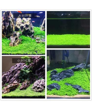 Freshwater Aquarium Plant Seeds Combo - Mini Leaf & Longhair Grass, Small Pearl - Fish Tank Terrarium Decor - Buy Online on SooperMarket.com