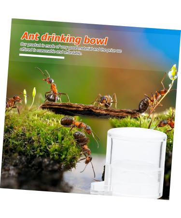 BELLIFFY 2pcs Ant Water Feeder Transparent Ant Water Feeding Bowl Ant Drinking Tool Mini Ant Feeder Acrylic - Buy Online on SooperMarket.com