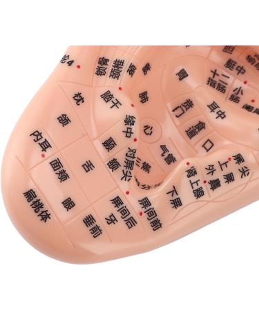 Buy 17cm Ear Acupuncture Point Model - Large Reflexology Learning Display for International Shipping - Buy Online on SooperMarket.com