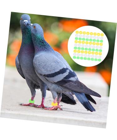BCOATH Colored Tabs 300pcs Bands Small Green Pigeons Bird Outdoor Ring Finch Classification Doves Pigeon Dove Clip Ducks Colorful White Pet Birds Marking for Band Parrots Bright Professional Chicks 1.3X1.3X0.5CM As Shown - Buy Online on SooperMarket.com