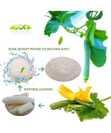 Sportout Exfoliating Loofah Face Brush Cleanser 10-Pack | Natural Facial Cleansing Scrubber for Men and Women - Buy Online on SooperMarket.com