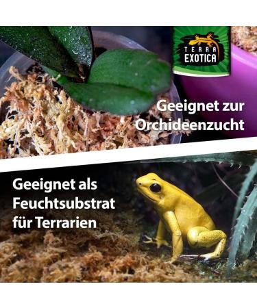 Buy Terra Exotica Sphagnum Moss (3x1 Kg) - Premium Peat Moss for Garden Houseplants & Terrariums - International Shipping Available - Buy Online on SooperMarket.com
