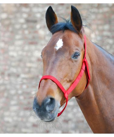 WALDHAUSEN Pasture Halter for Warmbloods - Red WB | Shop Quality Equestrian Gear - Buy Online on SooperMarket.com