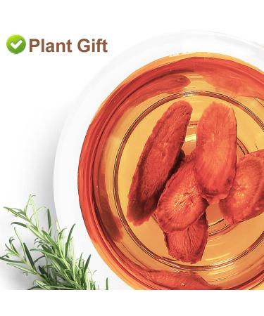 Plant Gift Burdock Root Tea 100g - Organic Non-Irradiated Sustainable Superfood for Weight Loss - Arctium Lappa L. - Buy Online on SooperMarket.com