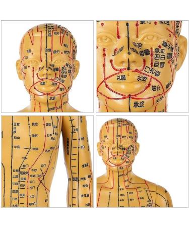 Human Acupuncture Template - Traditional Chinese Medicine Meridian and Acupoint Teaching Model - Man and Woman Acupuncture with Points - Buy Online on SooperMarket.com