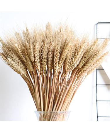Dried Wheat Stalks 100Pcs Dried Wheat Sheaves Rustic Natural Ears of Wheat Natural Wheat Decor for Home Farmhouse Fireplace Wedding Party and Table/523 - Buy Online on SooperMarket.com
