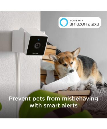 Petcube Cam Indoor Wi-Fi Pet and Security Camera with Phone App  Pet Monitor with 2-Way Audio and Video  Night Vision  1080p HD Video and Smart Alerts for Ultimate Home Security 1 camera - Buy Online on SooperMarket.com