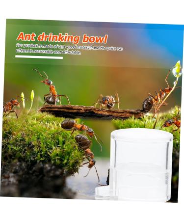 BESPORTBLE 2pcs Ant Water Feeder Ant Water Feeding Bowl Automatic Water Bowl Mini Ant Nest Acrylic Transparent - Buy Online on SooperMarket.com