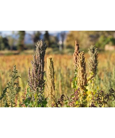 Organic Black Quinoa 5 Pounds - Non-GMO, Whole Grain, Sproutable, Kosher, Vegan - Sirtfood Bulk. Easy to Cook. Healthy Fats, Protein & Fiber. Ideal for Salads, Soups, Stews - 5 LB - Buy Online on SooperMarket.com