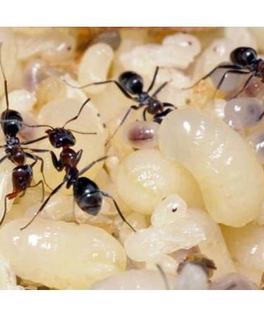 Tala Ameisenier l (100ml) Premium Ant Repellent Oil for Effective Pest Control | International Shipping Available - Buy Online on SooperMarket.com