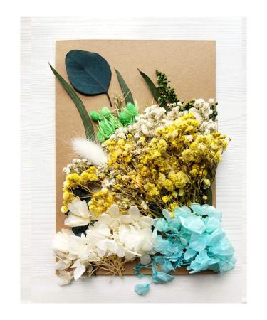 Real Dried Pressed Leaf Flowers Plant Herbarium for Craft Jewelry Making Multiple Colorful Pressed Flowers Daisies for Craft Resin Jewelry Making Art Craft DIY and Soap Candle Scrapbooking (Blue)