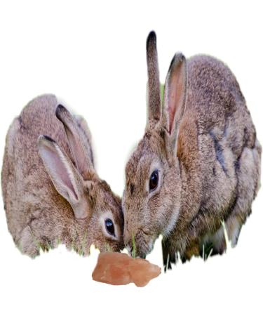 Himalayan Rock Salt Lick For Small Animal/Pet Licks Hanging -86gram- 2 cube salt(PACK OF 12) - Buy Online on SooperMarket.com