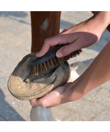 Animalon Hoof Brush for Horses | Premium Hard Natural Bristles | Essential Hoof Care Tool | Durable Small Root Brush for Cleaning & Grooming - Buy Online on SooperMarket.com