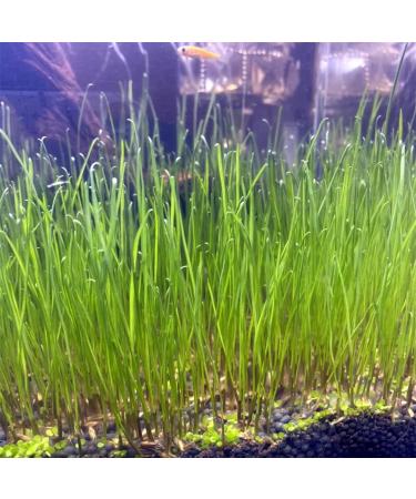 Freshwater Aquarium Plant Seeds Combo - Mini Leaf & Longhair Grass, Small Pearl - Fish Tank Terrarium Decor - Buy Online on SooperMarket.com