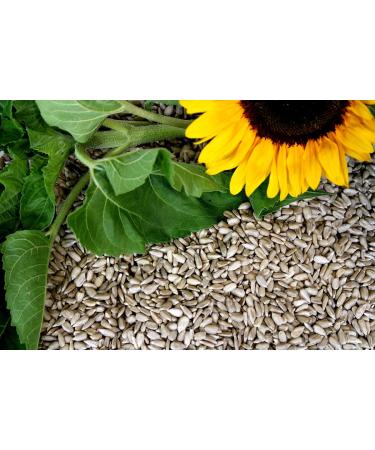 25 kg sunflower seeds peeled New harvest 2023 from feed farmer