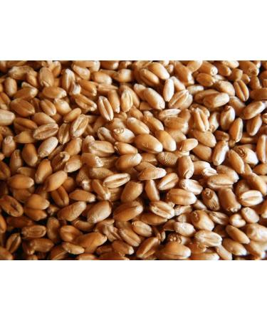 Certified USA Hard Red Wheatgrass Seeds by PowerGrow - 5 Pounds - Buy Online on SooperMarket.com