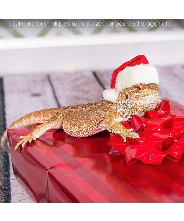Petyoung Reptiles Hat & Scarf Set for Lizards Bearded Dragons Geckos - Christmas Hat Shell Red Leash & Dishes - Perfect Gift for Small Animals - Buy Online on SooperMarket.com