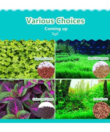 Freshwater Aquarium Plant Seeds Combo - Mini Leaf & Longhair Grass, Small Pearl - Fish Tank Terrarium Decor - Buy Online on SooperMarket.com