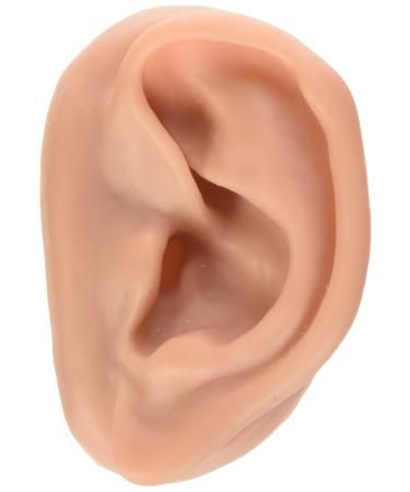 3B Scientific N16 Acupuncture Ears Model Set for 10 Students 3.7-Inchx2.4-Inchx1.6-Inch Size